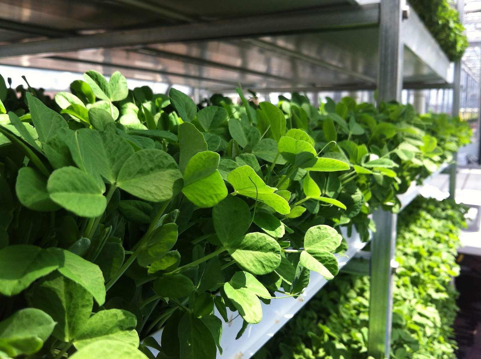 Racks of bright green pea shoot microgreens growing on shelves in a greenhouse